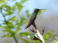 Rufous-Tailed Hummingbird.jpg