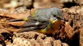 BF Eastern Yellow Robin thread.jpg