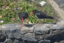 BF Pied Oystercatcher thread.jpg