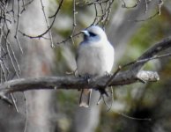 BF Masked Woodswallow Female thread.jpg