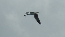 BF Silver Gull Flight thread.jpg