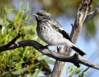 BF Hooded Robin juvenile.jpg