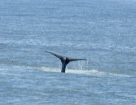 BF Humpback tail thread.jpg