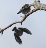 BF Hooded Robin fem flight thread.jpg