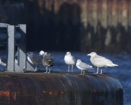 Glaucous Gull_Girdle Ness_160220b.jpg