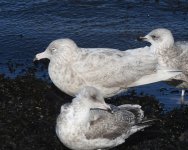 Glaucous Gull_Girdle Ness_160220a.jpg