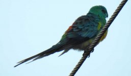 BF Red-rumped Parrot thread.jpg