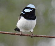 BF Superb Fairywren male 1 thread.jpg