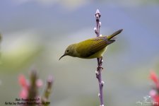 Black-Throated Sunbird (F)@BaiHuaLing, BaoShan, Yunnan^Hide-77#Cn~2019^Z6_9853 copy.jpg