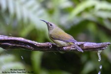 Mrs Gould's Sunbird (F)@BaiHuaLing, BaoShan, Yunnan^Hide-1#Cn~2019^Z6_7764 .jpg