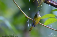 Black-Throated Sunbird (F)@BaiHuaLing, BaoShan, Yunnan^Hide-11#Cn~2019^Z6_4968 copy.jpg