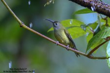 Black-Throated Sunbird (F)@BaiHuaLing, BaoShan, Yunnan^Hide-11#Cn~2019^Z6_4978.jpg