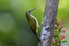 Mrs Gould's Sunbird (F)@BaiHuaLing, BaoShan, Yunnan^Hide-11#Cn~2019^Z6_5813 copy.jpg