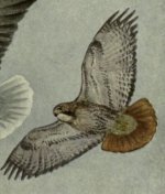 red-tailed hawk, aloft.jpg