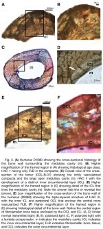 confusciosornis-histology.jpg