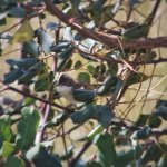 Whitethroat.jpg