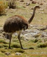 2017L8_Uyuni2_155.jpg