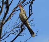 BF Spiny-cheeked Honeyeater thread.jpg