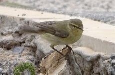 Mosquitero común.jpg