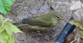 1-Mosquitero común 3.jpg