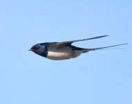 Swallow_Girdle Ness_060420a.jpg