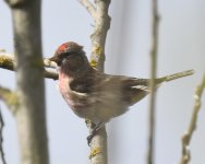 Lesser Redpoll_Girdle Ness_060420a.jpg