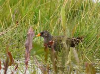 Spotted Crake_Girdle Ness_150516a.jpg