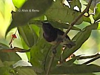 Crimson-backed SB ID-1 Amboli-07.02.2019 dscn6765.jpg