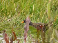 Spotted Crake_Girdle Ness_150516b.jpg