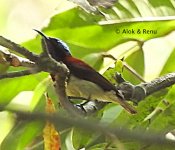 Crimson-backed SB ID-2 Amboli-07.02.2019 dscn6765.jpg