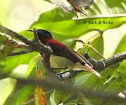 Crimson-backed SB ID-3 Amboli-07.02.2019 dscn6765.jpg