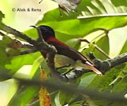 Crimson-backed SB ID-4 Amboli-07.02.2019 dscn6765.jpg