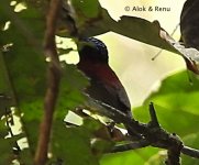 Crimson-backed SB ID-5 Amboli-07.02.2019 dscn6765.jpg