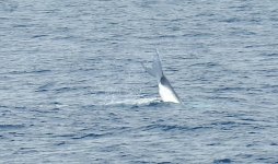 BF Humpback tail 1 thread.jpg