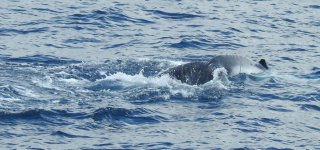 BF Humpback Adult and calf thread.jpg