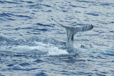 BF Humpback tail 2 thread.jpg