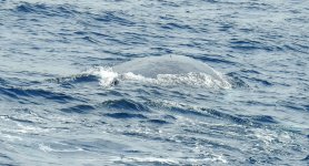 BF Humpback Whale calf thread.jpg