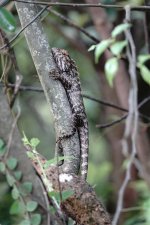 DSC01744 Changeable Lizard @ Fan Lau.jpg