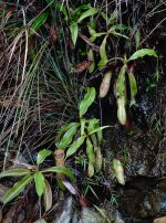 DSC01747 Pitcher plants @ Fan Lau.jpg