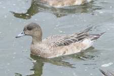 American Wigeon F-4.jpg