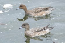 American Wigeon F-1.jpg