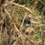 DSC04237sm Snow Bunting.jpg