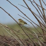 DSC05357 Chiffchaff.jpg