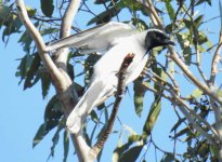 BF Black-faced Cuckooshrike thread.jpg