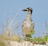 BF Beach Stone-Curlew thread.jpg