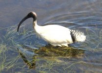 BF Australian Ibis thread.jpg