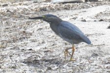 BF Striated Heron thread.jpg