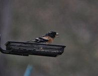 Brambling 17.2.20.jpg