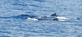 BF Humpback female, juvenile and rogue male thread.jpg