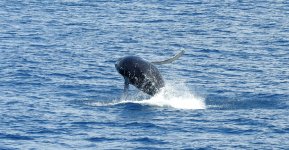 Humpback breaching juvenile thread.jpg